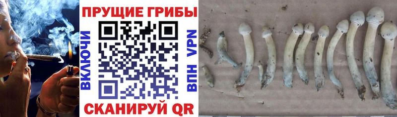 Псилоцибиновые грибы Psilocybine cubensis  наркошоп  Прокопьевск 